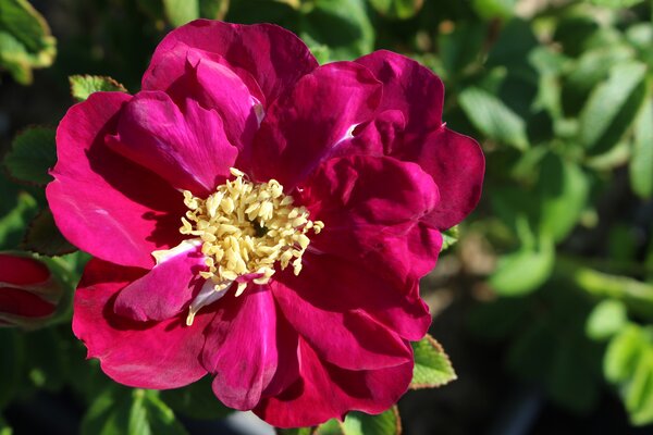 Rosa Purple Aurora