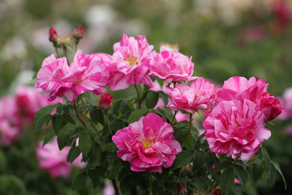 Rose 'Versicolor' Rosa mundi