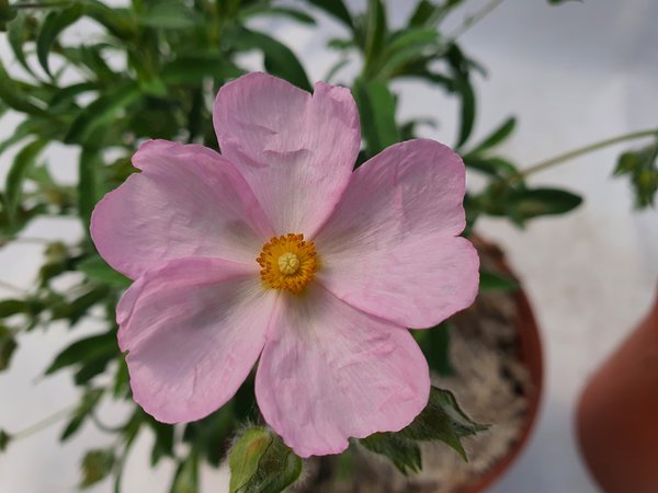 Blüte Rosa Zistrose