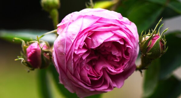 Rosa centifolia muscosa