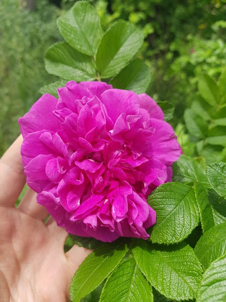 Rosa rugosa hansa, Kartoffelrosen pflanzen Hansa