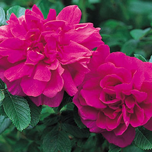 Rosa rugosa Hansa Kartoffelrose