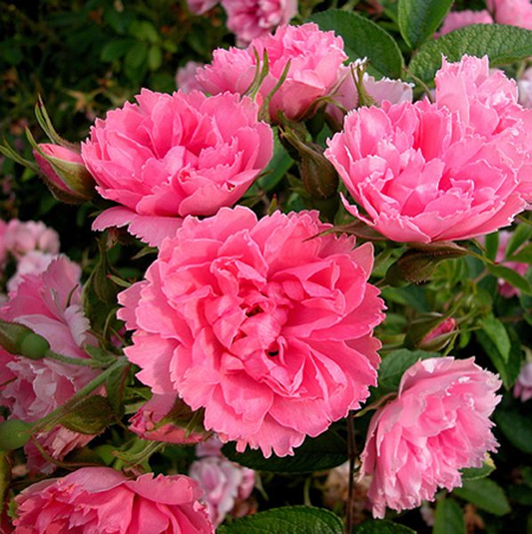 Rosa rugosa Pink Grootendorst, kartoffelrosen pflanzen
