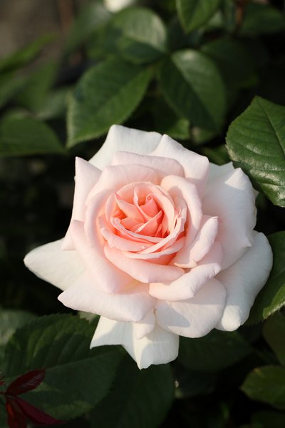 Rose A Whiter Shade of Pale