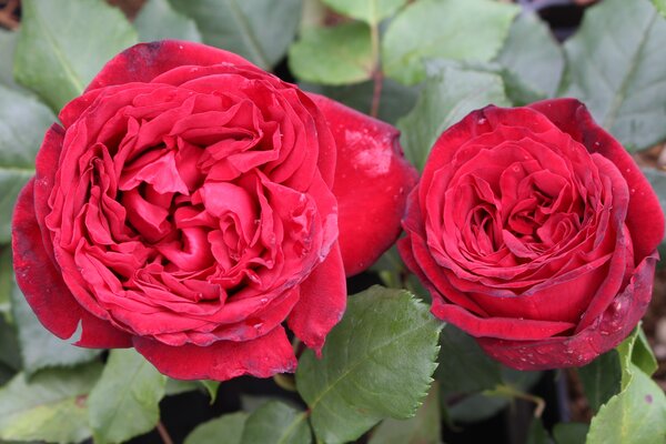 Edelrose 'Admiral'
