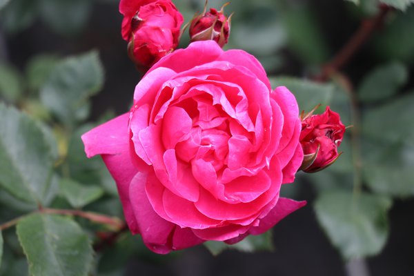 Rose Alexander MacKenzie 