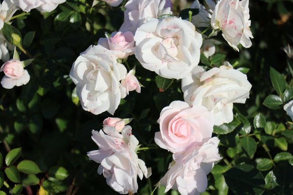 Rose Aspirin-Rose Rosen kaufen Lubera