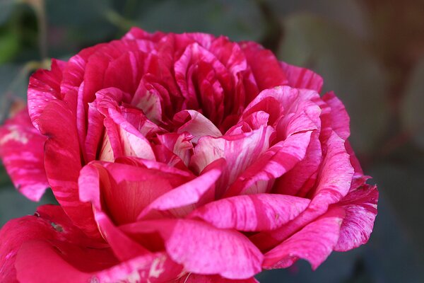 Strauchrose 'Berthe Morisot'