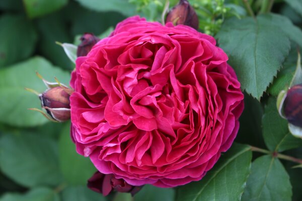 Beetrose, Rose Züchtung von Guillot Beetrose, Rose Züchtung von Guillot