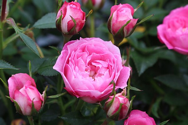 Bodendecker Rose 'Blush Pixie'