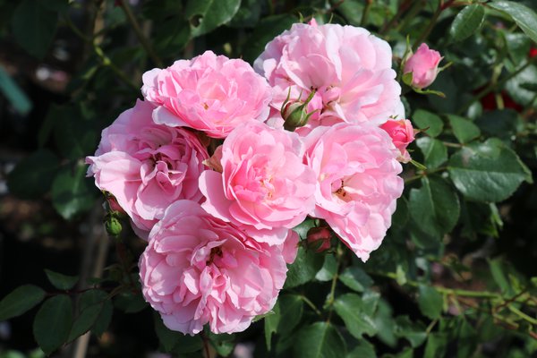 Rose Bonica 82, Rosen im Topf
