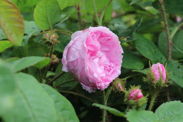 Rose Centifolia Muscosa 
