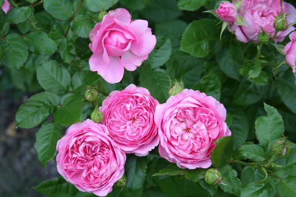 Rose 'Chantal Merieux'