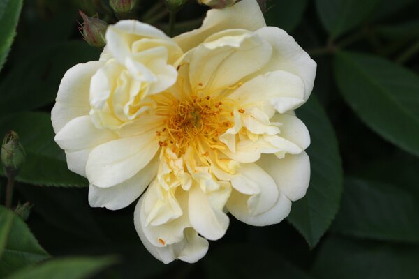Ramblerrose 'Christine Hlne'