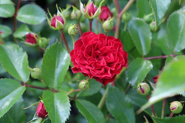 rote Ramblerrose, Kordes-Zchtung 'Crimson Siluetta'