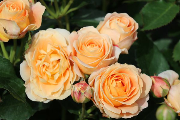 Rose Dolce Vita  