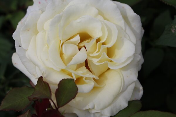 Rose 'Elina'