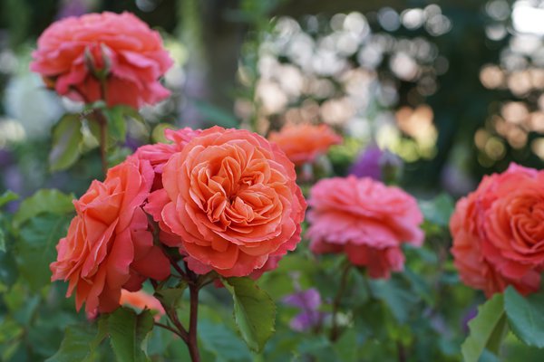 Rose 'Emilien Guillot'