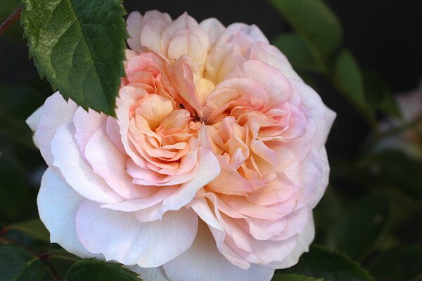Englische Rose, Austin Rose 'Emily Bront'