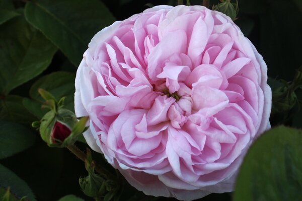 Historische Rose 'Fantin Latour' 