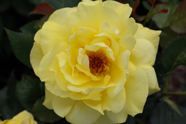 Rose Friesia