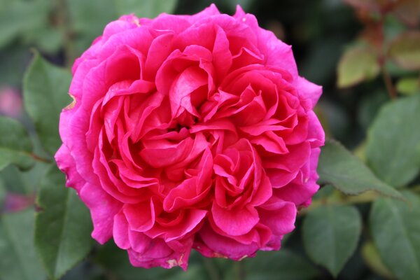 Englische Rose, Austin Rose 'Gabriel Oakl' Englische Rose, Austin Rose 'Gabriel Oakl'