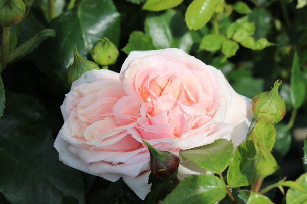 Rose Garden of Roses Rosenbeet
