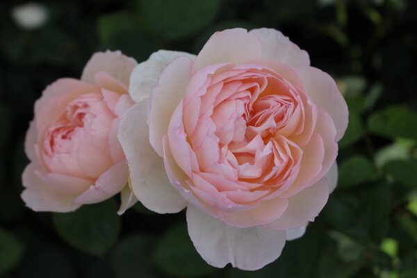 Englische Rose, Austin Rose 'Gentle Hermione'