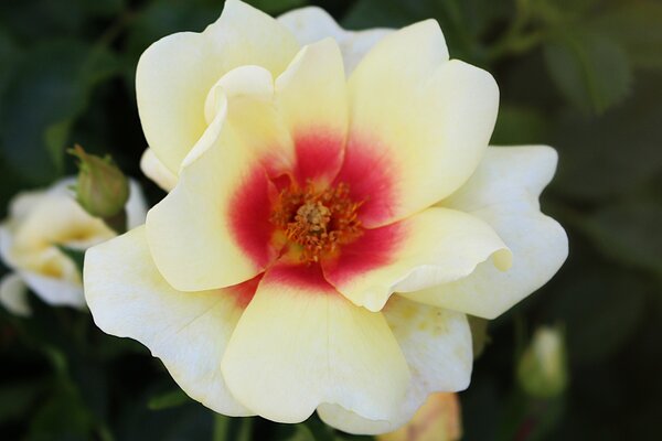 Rose 'Glorious Babylon Eyes' Rose 'Glorious Babylon Eyes'