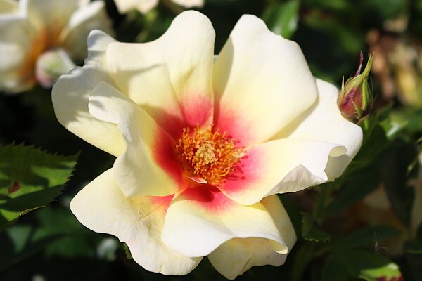 Rose 'Glorious Babylon Eyes' Rose 'Glorious Babylon Eyes'