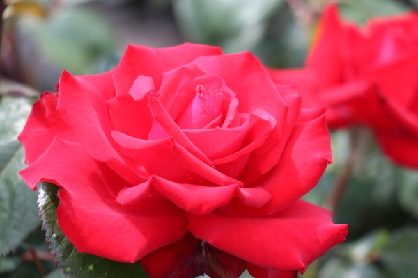 Rose Grande Amore, Edelrosen pflanzen