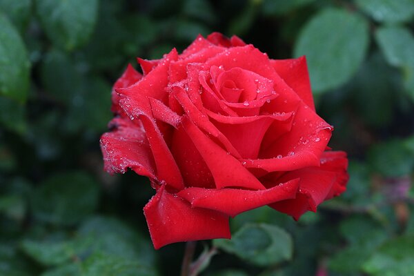 Edelrose 'Grande Amore'