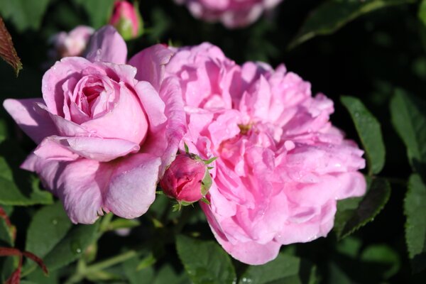 Historische Rose 'Ispahan', Duftrose