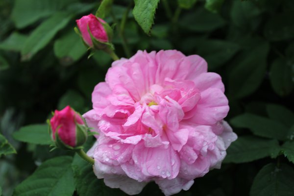 Rose Ispahan