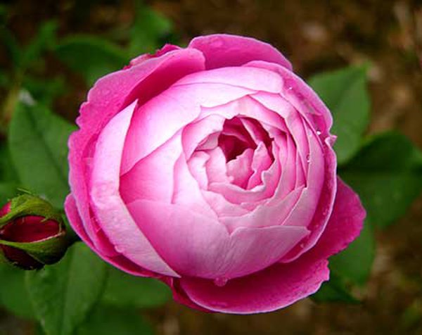 Rose 'La Reine Victoria'