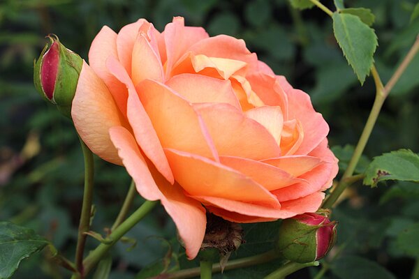 Lady of Shalott , Austin, Englische Rose