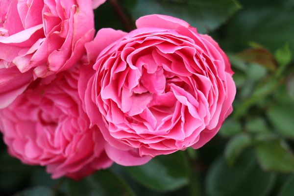Rose Leonardo da Vinci® Rose Leonardo da Vinci®