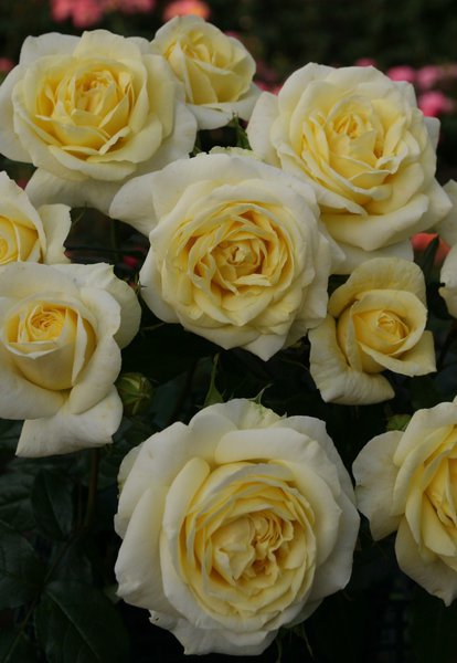 Rose Limona