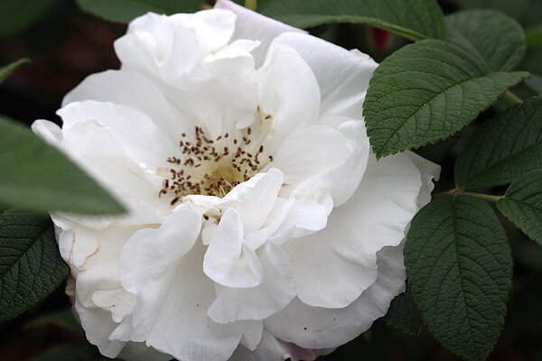 Rosa rugosa Hybride, weisse Blüte, Kartoffelrose 'Louise Bugnet' Rosa rugosa Hybride, weisse Blüte, Kartoffelrose 'Louise Bugnet'