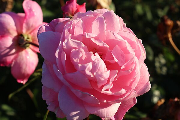 Englische Rose, Austin Rose 'Mary Delany'