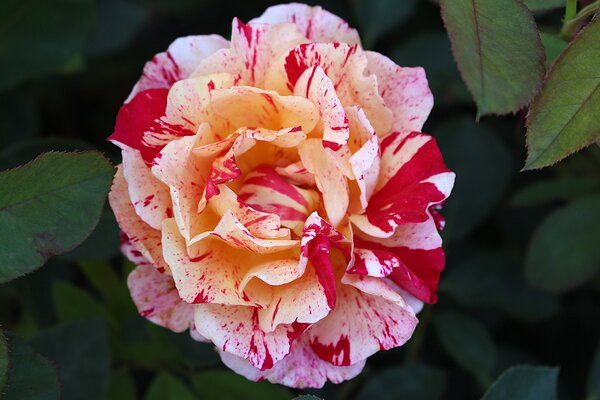 Malerrose 'Maurice Utrillo' Malerrose 'Maurice Utrillo'