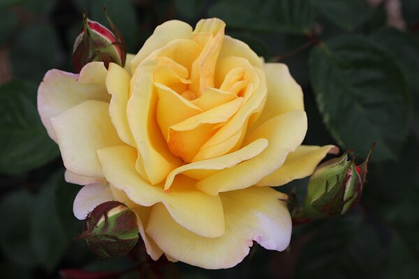 Rose 'Nadia Zerouali'