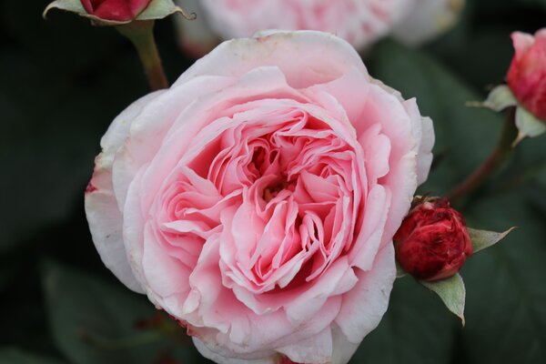 Kletterrose 'Nah�ma'�