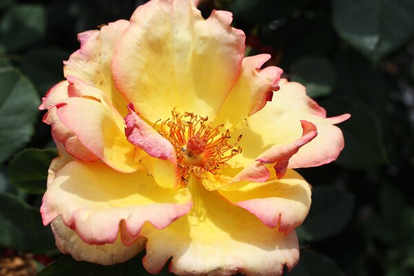 Delbard Kletterrose 'Parure d'Or'