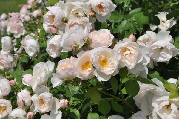 Rosen pflegen Rose Pear Lubera