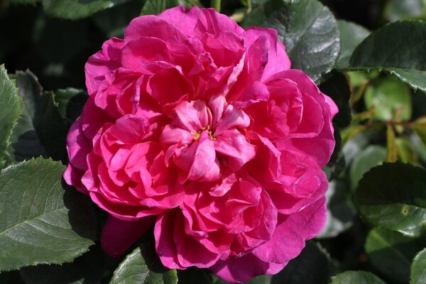Rose 'Princess Anne'
