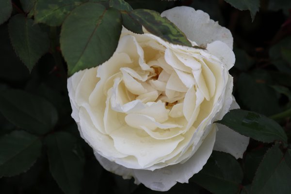 Edelrose 'Princesse Astrid de Belgique'