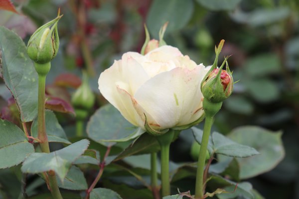 Edelrose 'Princesse Astrid de Belgique'® Edelrose 'Princesse Astrid de Belgique'®