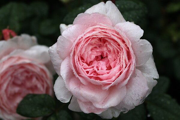 Englische Rose, Austin Rose 'Queen of Sweden' Englische Rose, Austin Rose 'Queen of Sweden'