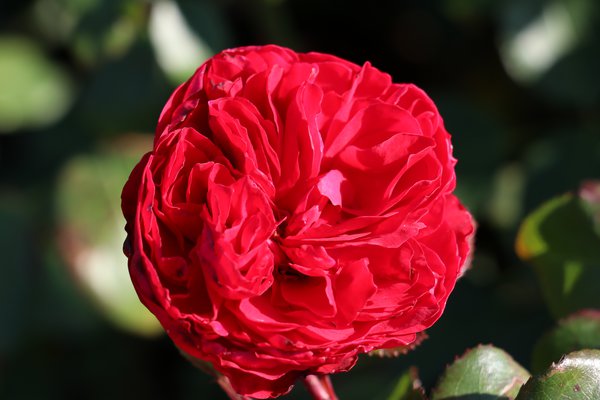 Rose Red Leonardo da Vinci Rosenbeet